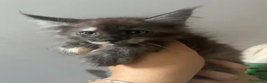 Maine Coon 4