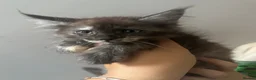 Maine Coon cats for sale: TICA Maine Coon Smoke/Silver kittens  - Advert 11