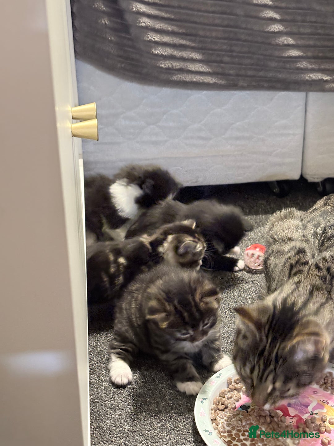 Mixed Breed cats for sale: Beautiful mix breed kittens - Advert 9