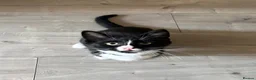 British Shorthair cats for sale: Male cat in Wigan - Advert 1