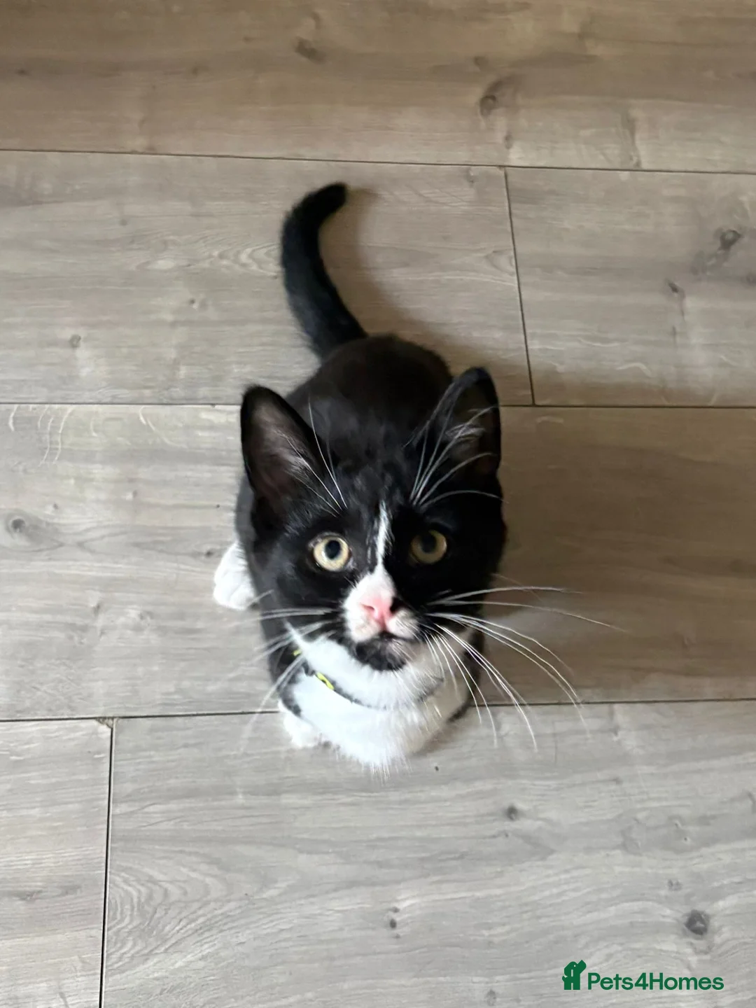 British Shorthair cats for sale: Male cat in Wigan - Advert 1