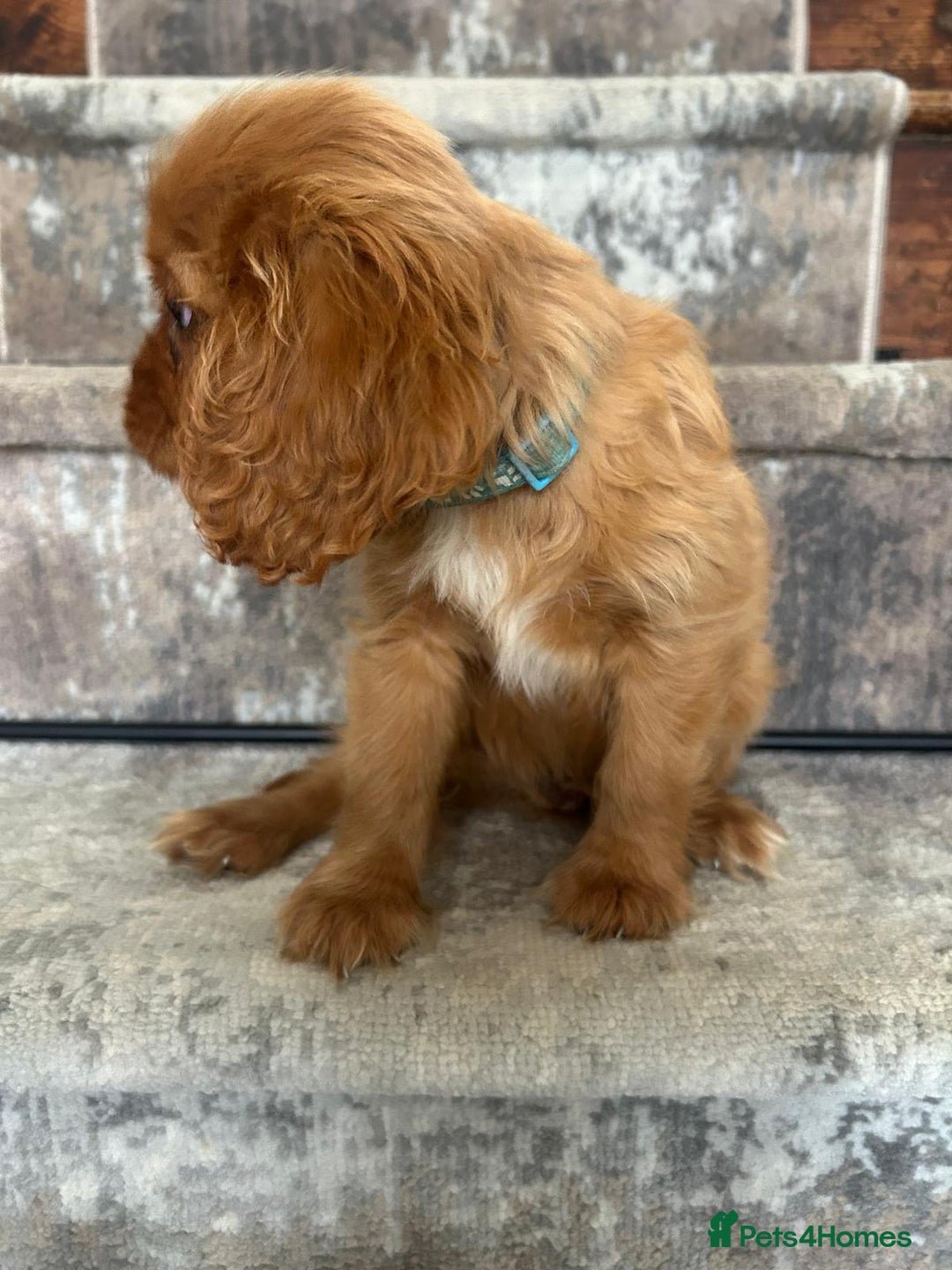 Cavalier King Charles Spaniel dogs for sale: KC King Charles Cavaliers.❤️Heart & Health Tested. - Image 10