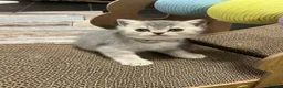 British Shorthair cats for sale: Imperial Grand Champion Parent & Grandparents. - Advert 2