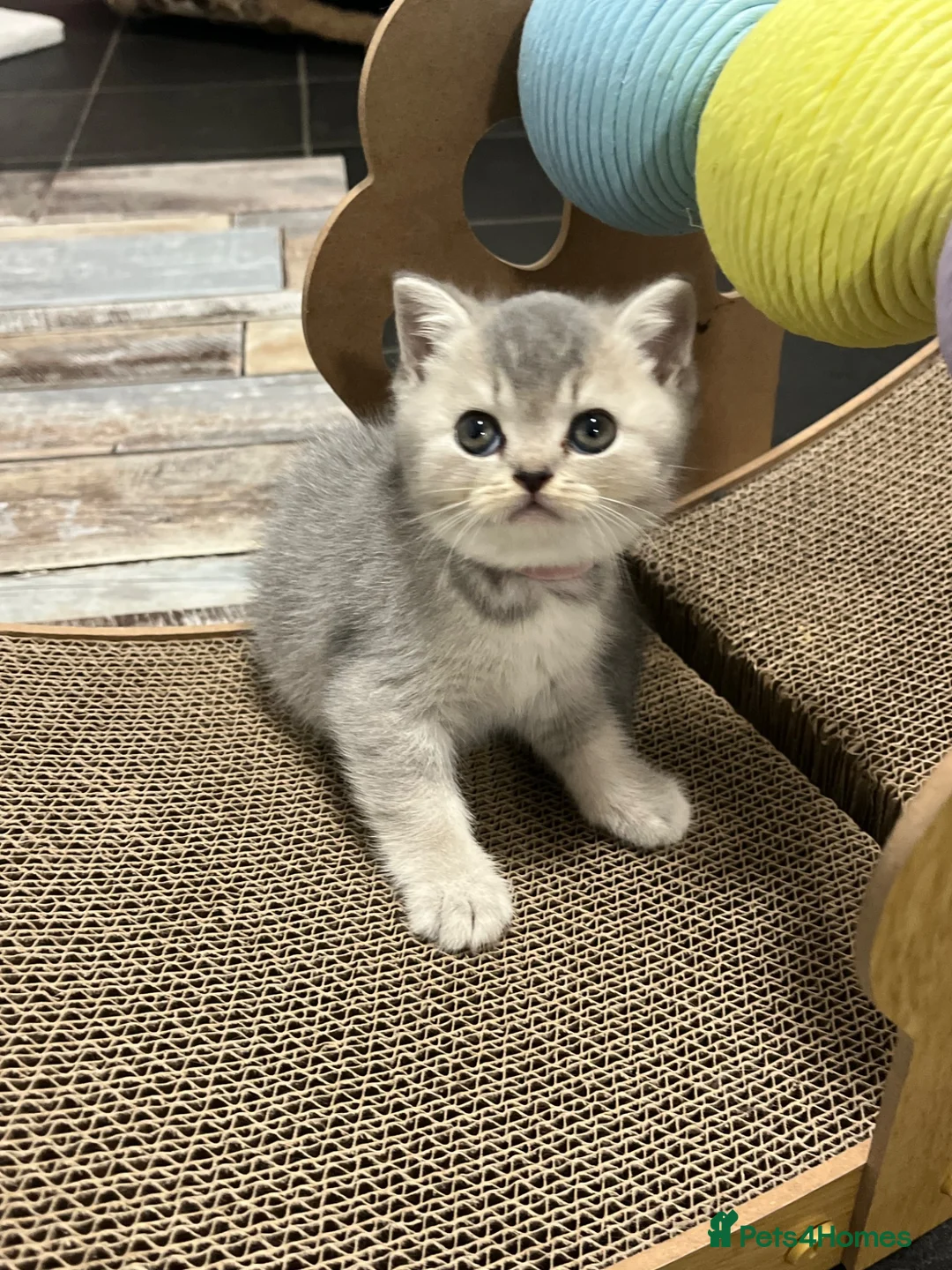 British Shorthair cats for sale: Imperial Grand Champion Parent & Grandparents. - Advert 2