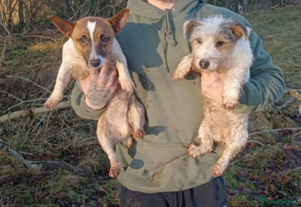 Jack Russell dogs !! For Sale!! SOLD ❌❌❌ - Advert 13
