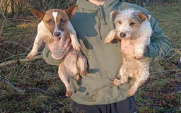 Jack Russell dogs for sale: !! For Sale!!  - Image 1