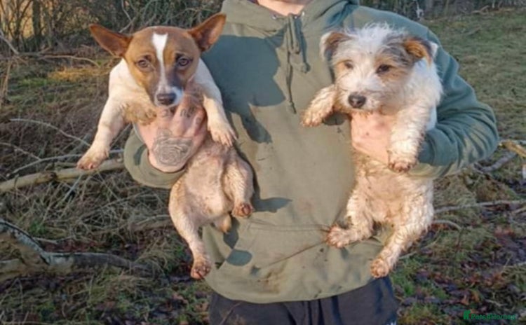 Jack Russell dogs - Advert 1