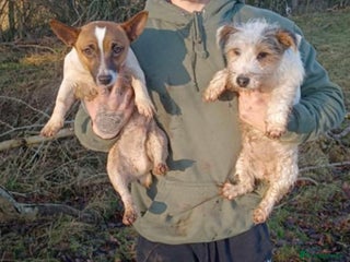 Jack Russell dogs for sale - Advert 1