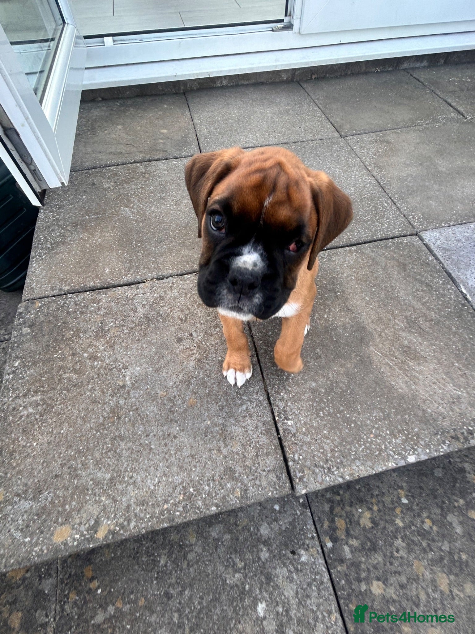 Boxer dogs Gorgeous litter of boxer puppies 🐶  - Advert 3
