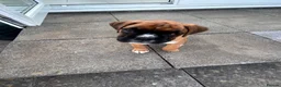 Boxer dogs for sale: Gorgeous litter of boxer puppies 🐶  - Advert 5