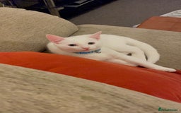 American Shorthair cats for sale: 5-Month American Shorthair Kitten - Advert 3