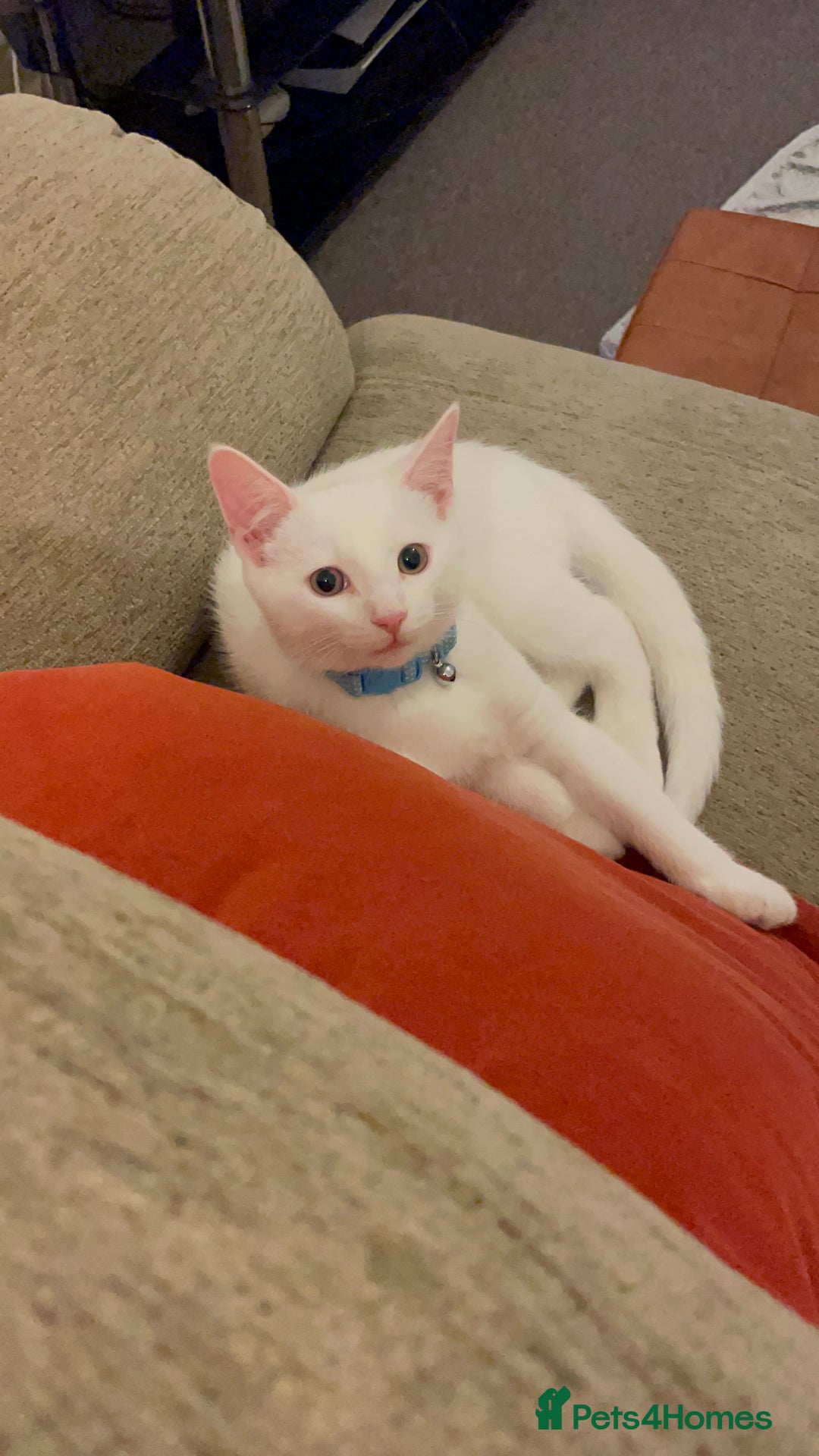 American Shorthair cats for sale: 5-Month American Shorthair Kitten - Advert 3