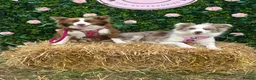 Border Collie dogs for sale: Gorgeous KC Registered Health Tested Border Collie - Advert 5
