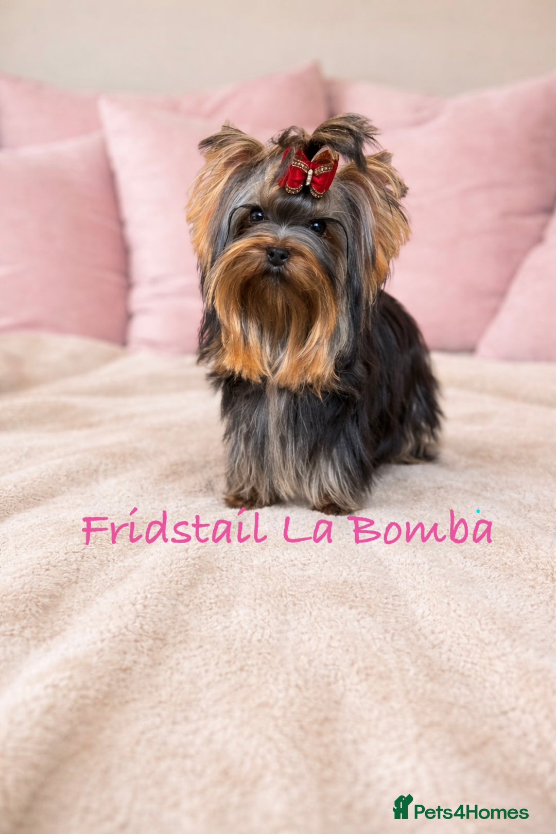 Yorkshire Terrier dogs for sale: 🌸Rare Exquisite Tiny Girl Needs a Luxurious 🏡 🌸 - Advert 5