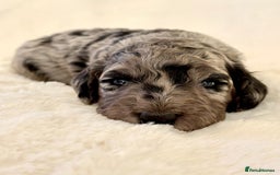 Cockapoo dogs for sale: F1b Miniature Cockapoo Pups Fully Health Tested - Advert 14