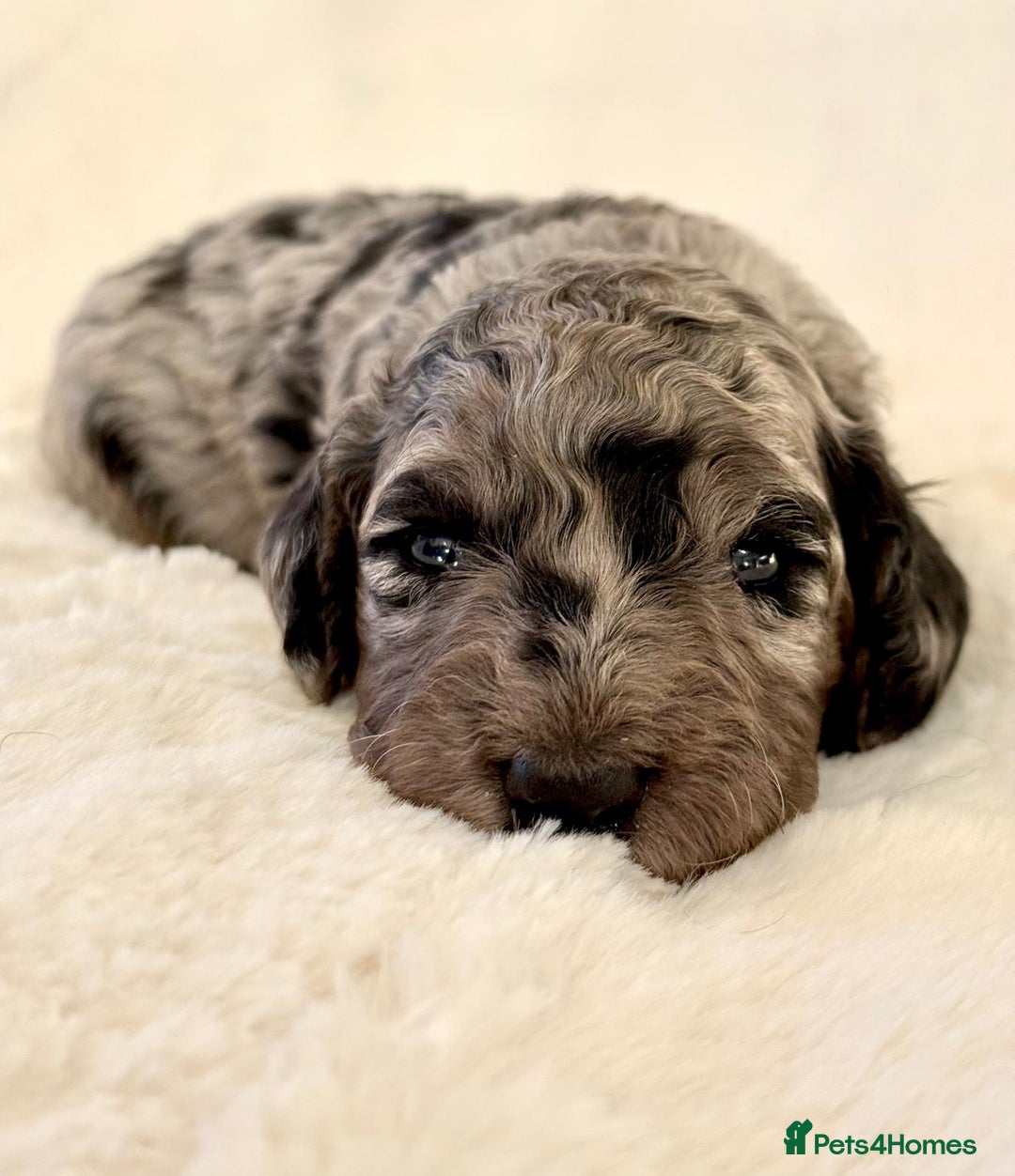 Cockapoo dogs for sale: F1b Miniature Cockapoo Pups Fully Health Tested - Advert 14
