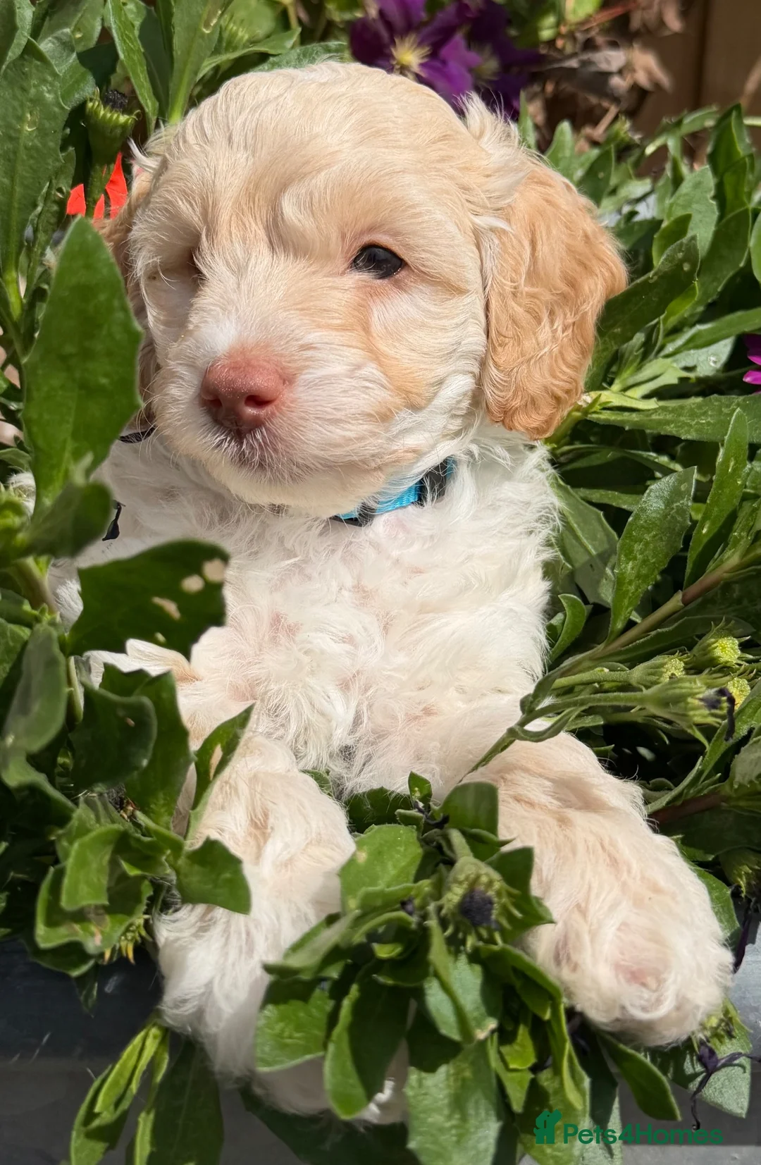 Cockapoo dogs for sale: Stunning F1B Cockapoo puppies  - Advert 2