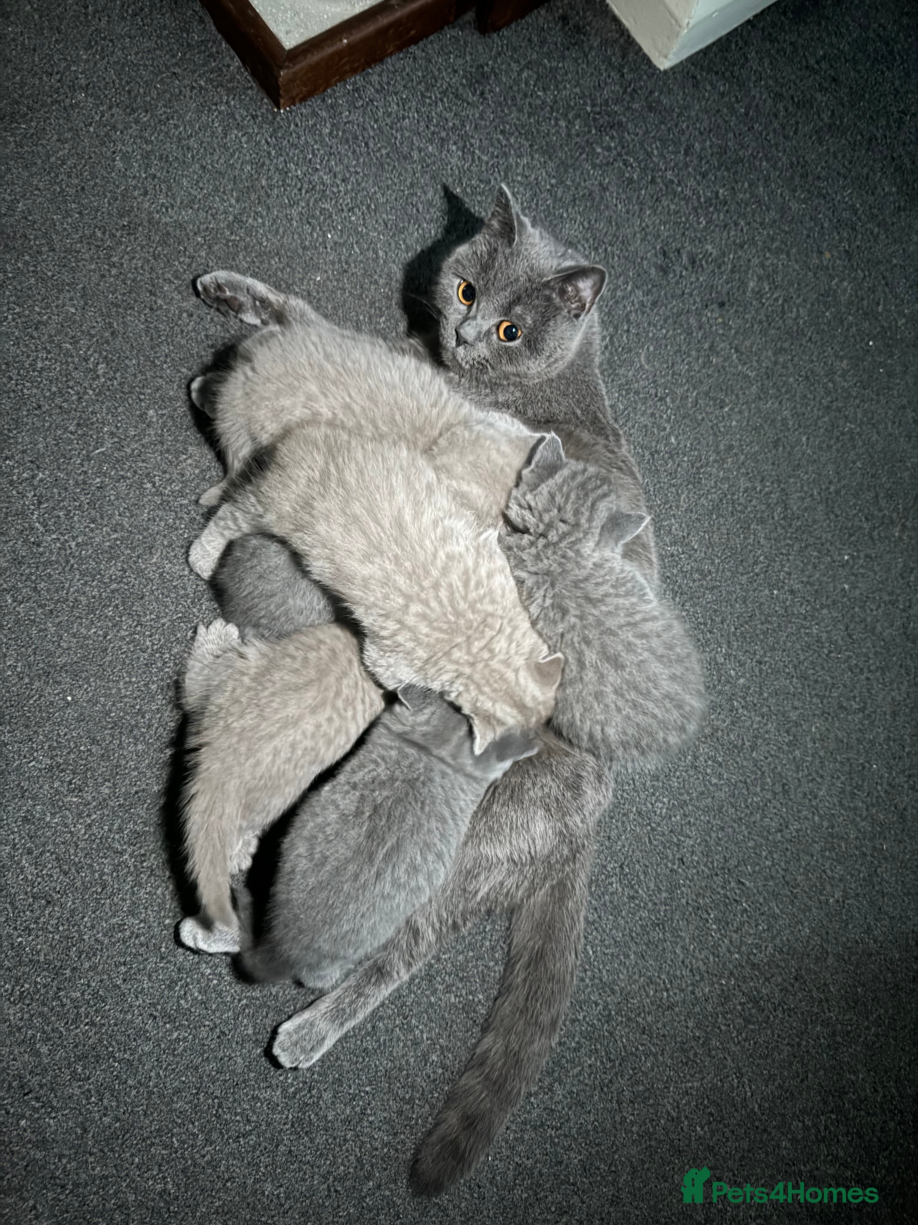British Shorthair cats British shorthair lilac and blue - Advert 8