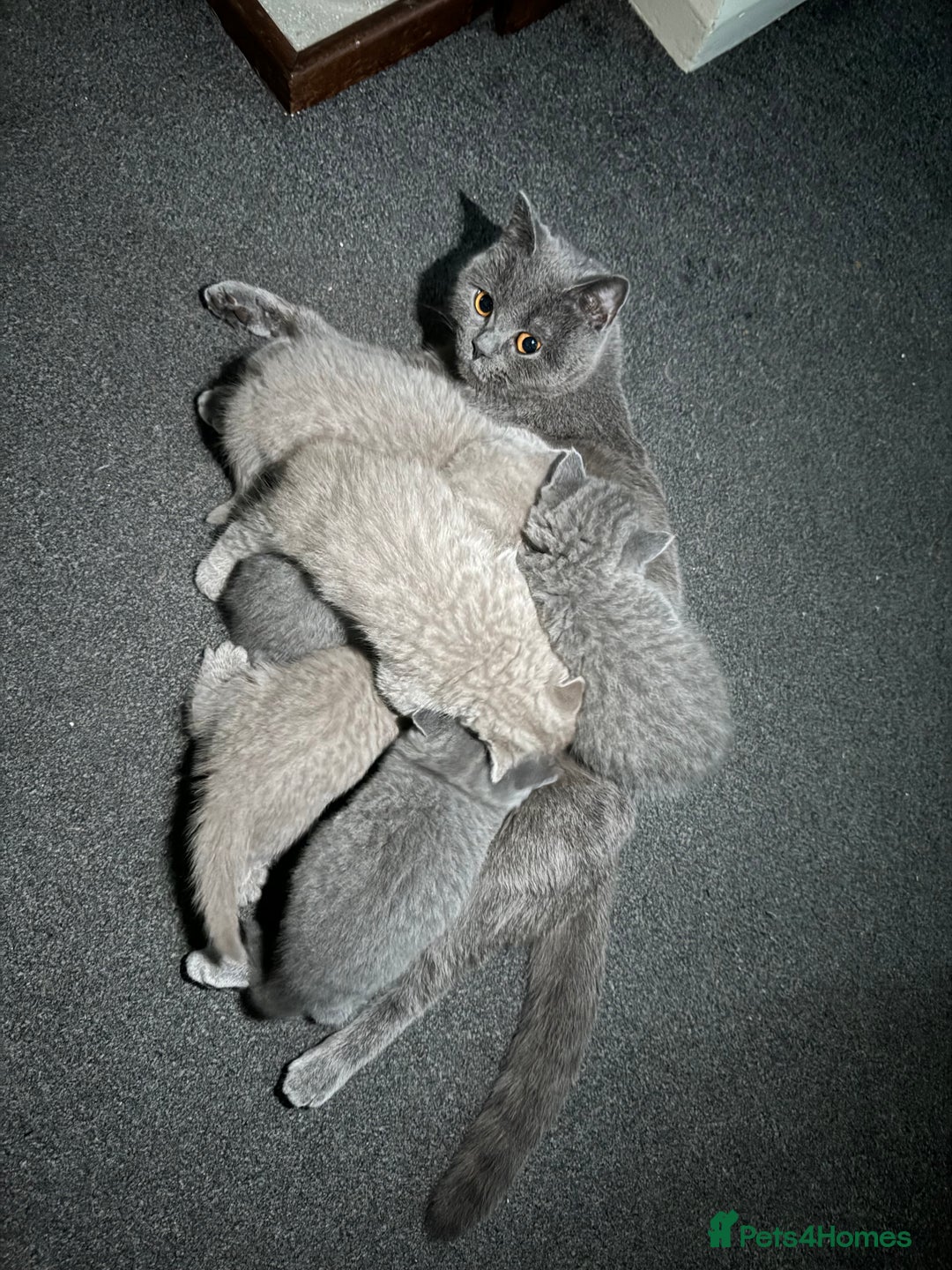 British Shorthair cats for sale: British shorthair lilac and blue - Advert 1