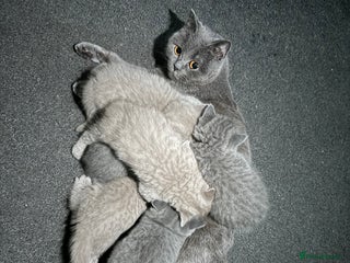 British Shorthair cats British shorthair lilac and blue - Advert 2