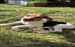 Jack Russell dogs for sale: Jack Russell pups ready now call 07368468393 - Image 2