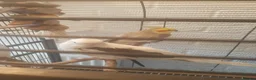 Cockatiels birds for sale: Cockatiel  in St. Neots - Advert 4
