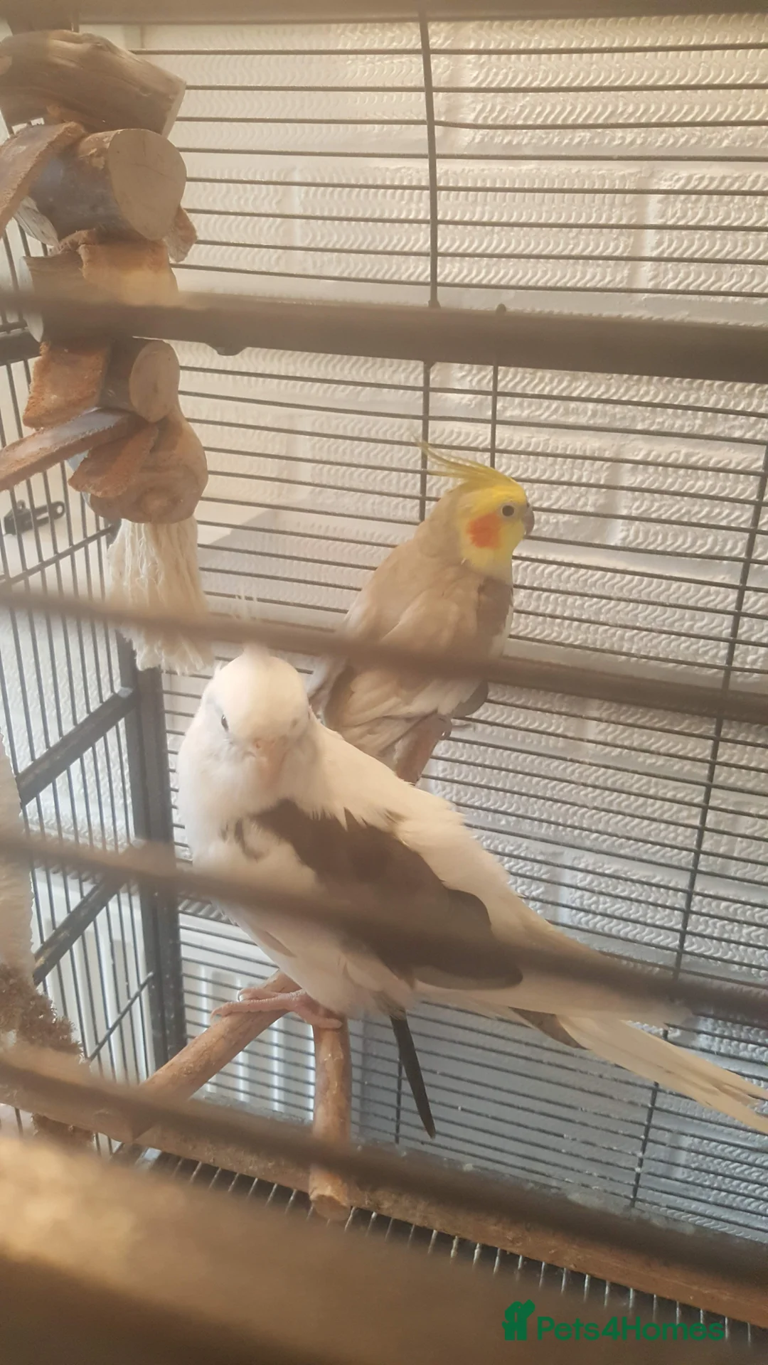 Cockatiels birds for sale: Cockatiel  in St. Neots - Advert 4