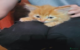 Mixed Breed cats for sale: 2 Beautiful Ginger Male Kittens.  - Image 8