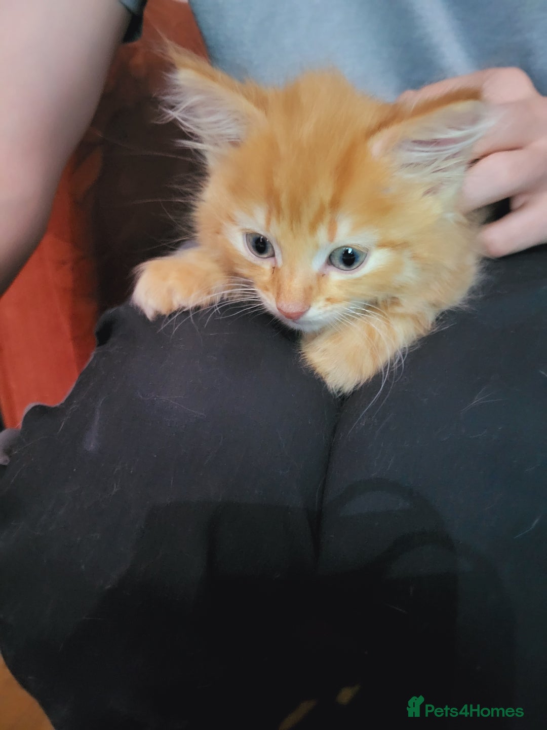 Mixed Breed cats for sale: 2 Beautiful Ginger Male Kittens.  - Image 8