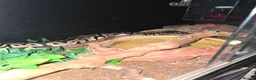 Python Snake reptiles for sale: 5x royal pythons and set ups in Birmingham - Advert 13