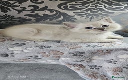 Ragdoll cats for sale: Lilac and blue tica ans Gccf registered ragdolls. - Image 21