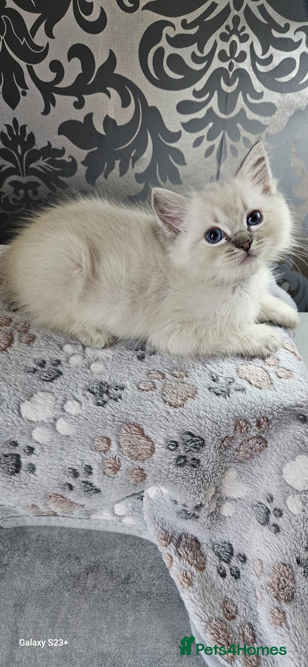 Ragdoll cats for sale: Lilac and blue tica ans Gccf registered ragdolls. - Image 21
