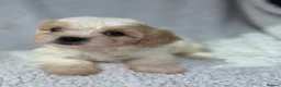 Cavachon dogs for sale: Stunning cavachons puppies  - Advert 8