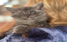 Mixed Breed cats for sale: Maine-coon / Ragdoll Kittens  - Image 7