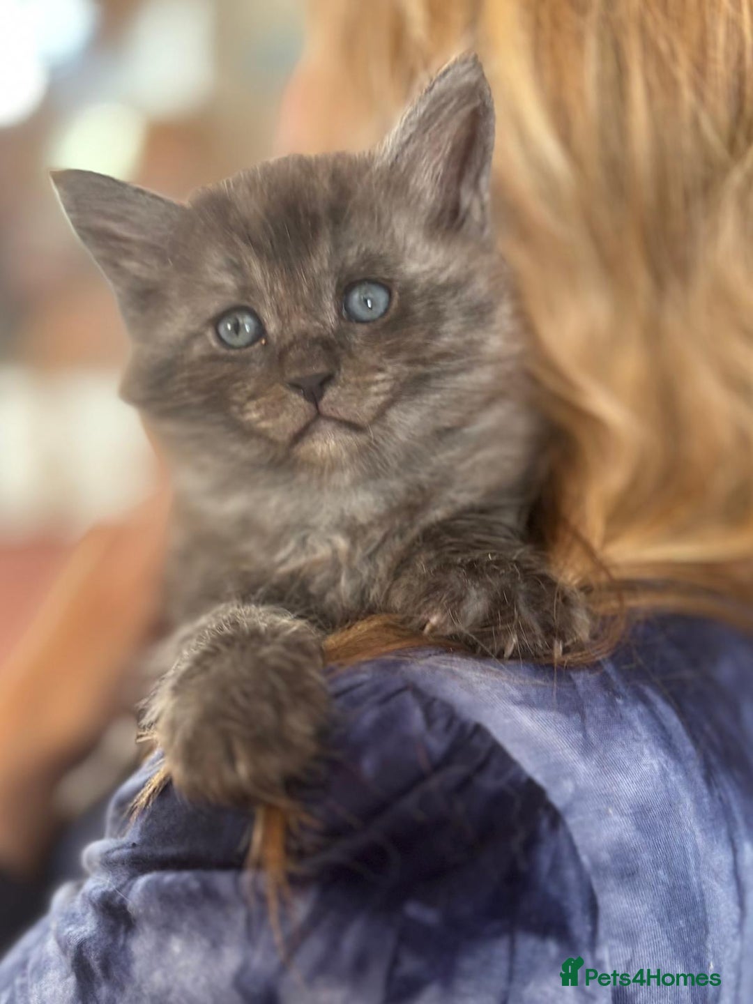 Mixed Breed cats for sale: Maine-coon / Ragdoll Kittens  - Image 7