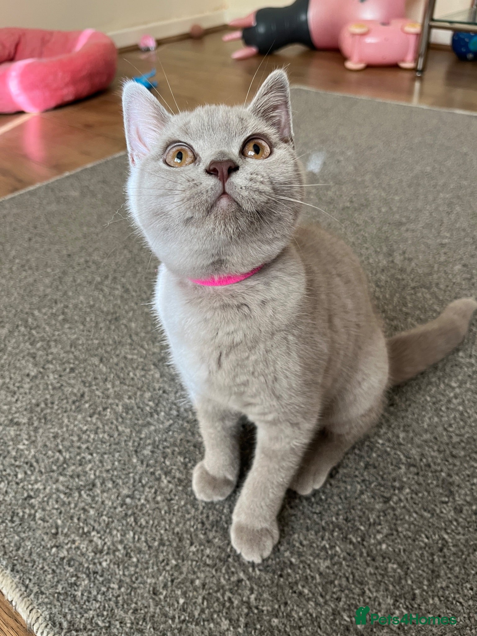 British Shorthair cats GCCF reg blue boy & lilac girl available 🩵💜 - Advert 2