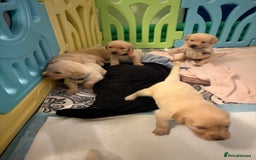 Goldador dogs for sale: Goldador puppies ❤️ - Advert 6