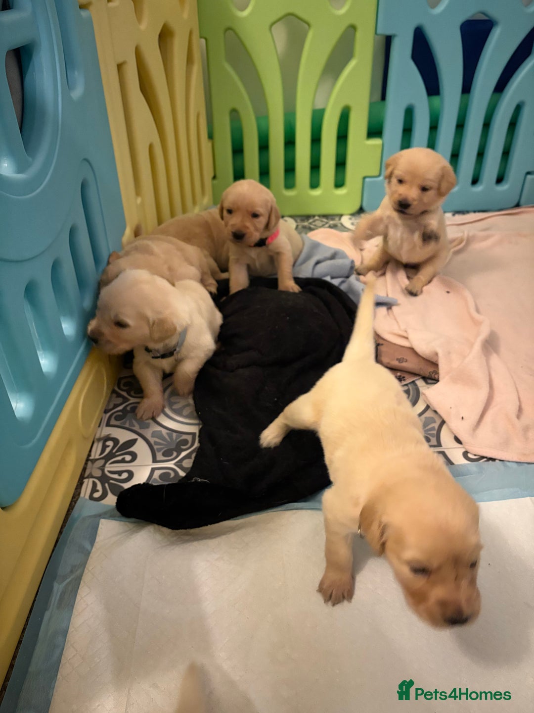 Goldador dogs for sale: Goldador puppies ❤️ - Advert 6
