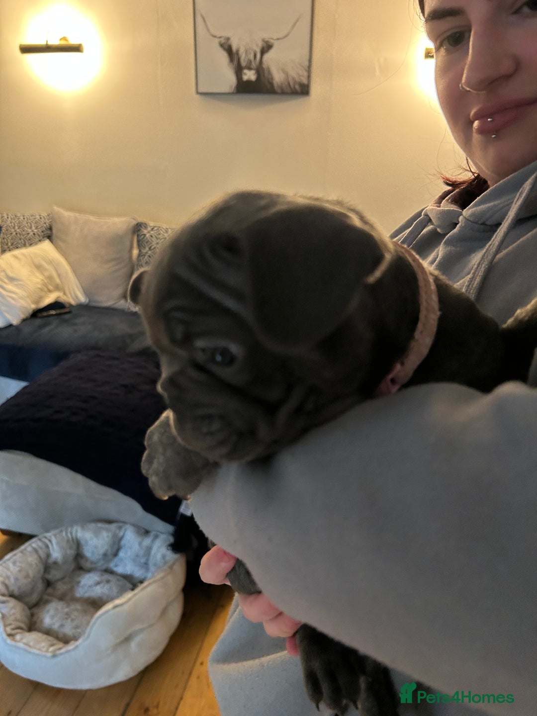 French Bulldog dogs for sale: ✨ REDUCED! STUNNING FRENCHIES LILAC TAN PIED 😍 - Image 15