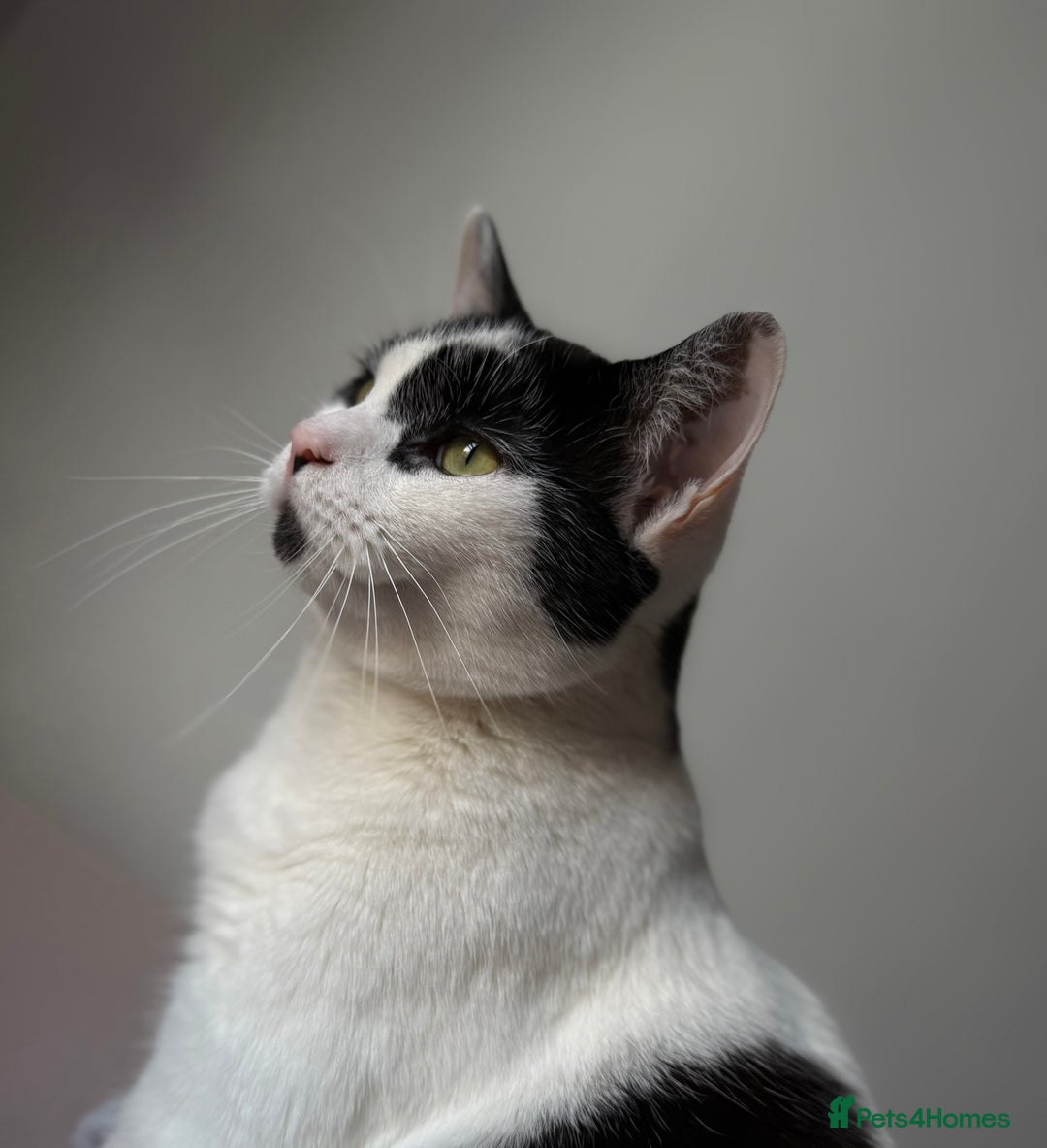 Domestic Shorthair cats for sale: Nova - indoor cat looking for new family - Advert 3