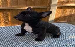 French Bulldog dogs for sale: KC reg pure French Bulldog puppies - Image 3