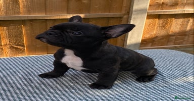 French Bulldog dogs - Advert 9