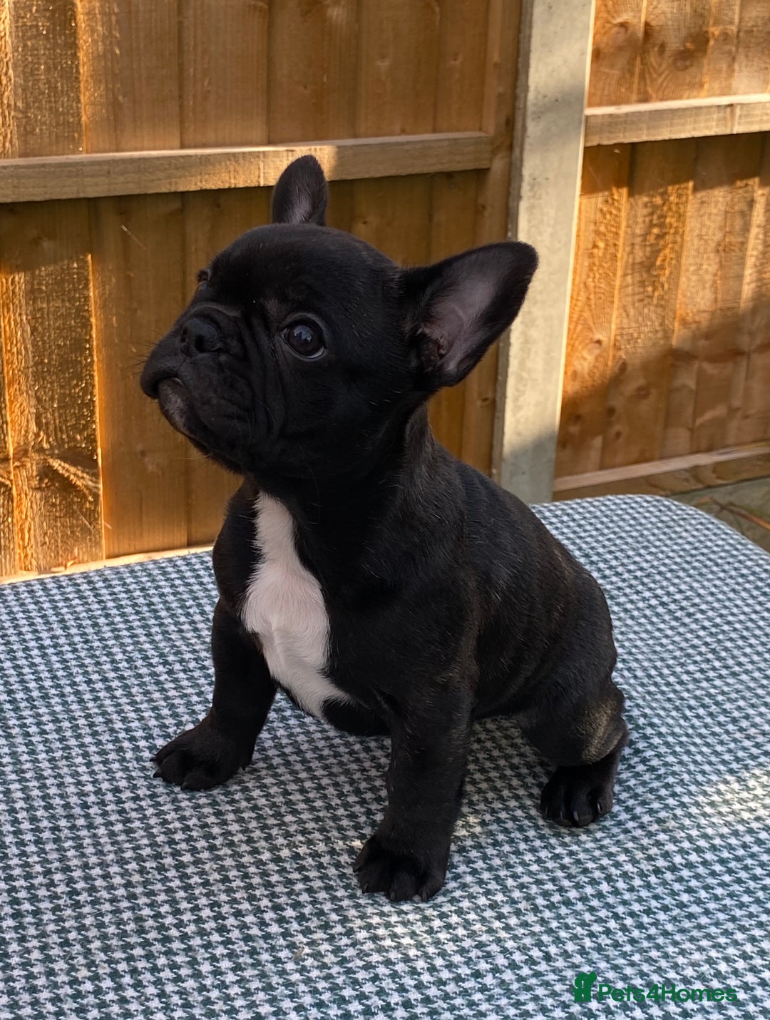 French Bulldog dogs for sale: KC reg pure French Bulldog puppies - Image 3