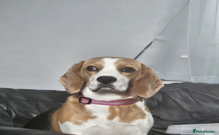 Beagle dogs - Advert 1
