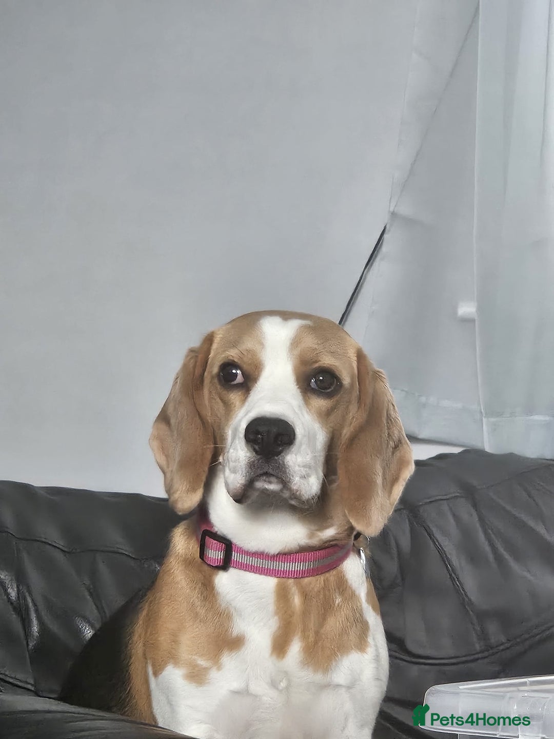 Beagle dogs for sale: Beagle for sale - Image 1