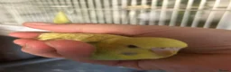 Budgerigars birds for sale: 2 Hand tame babies  - Advert 10