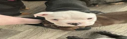 Olde English Bulldogge dogs for sale: Puppies - Advert 6