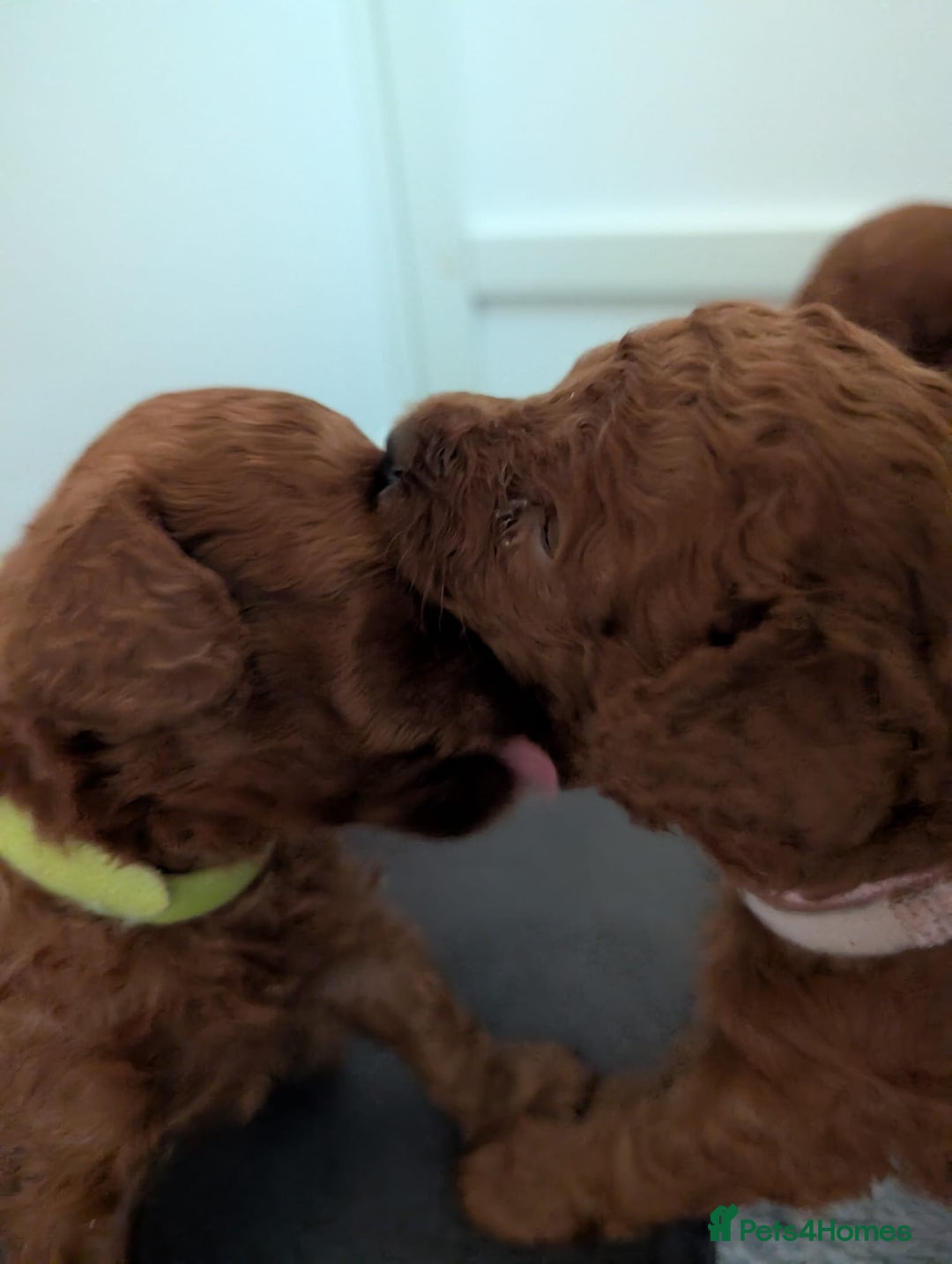 Miniature Poodle dogs for sale: Stunning red miniature poodle - Advert 9