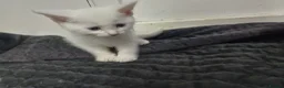 Mixed Breed cats for sale: White kittens  in Ipswich - Advert 8