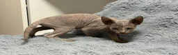 Sphynx cats for sale: 😍Two Beautiful Sphynx Girls😍 - Advert 8